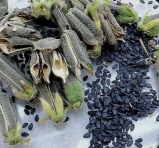 Black Sesame Seeds